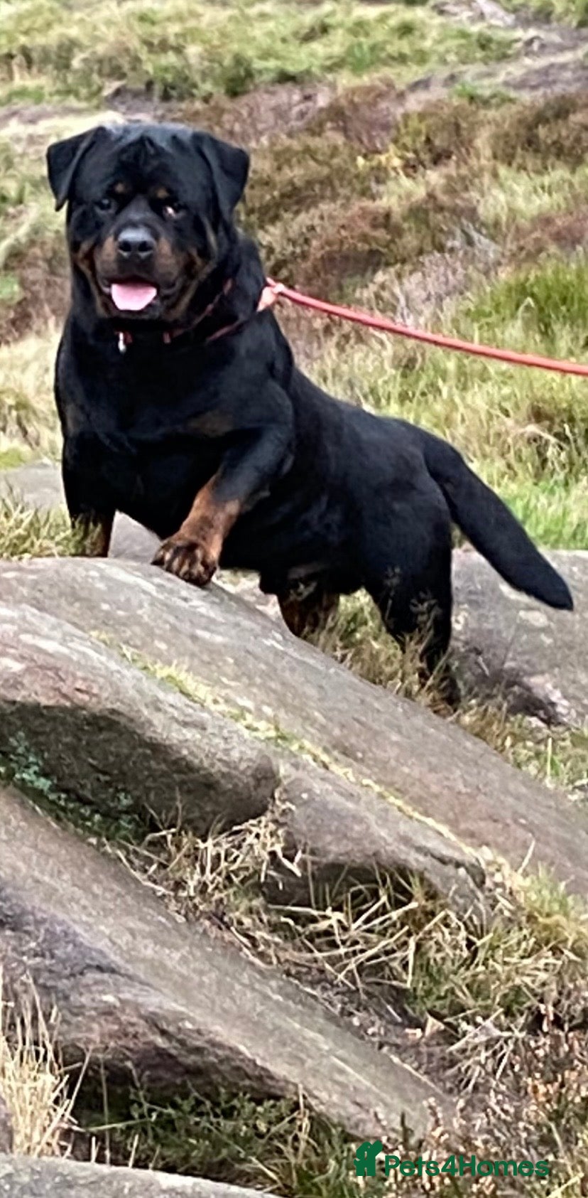 Rottweiler dogs Stunning male Rottweiler for stud  - Advert 12