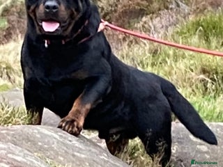 Rottweiler dogs Stunning male Rottweiler for stud - Advert 12