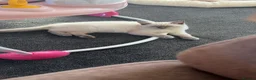 Ragdoll cats for sale: 2 beautiful ragdoll sisters  in Bristol - Advert 3