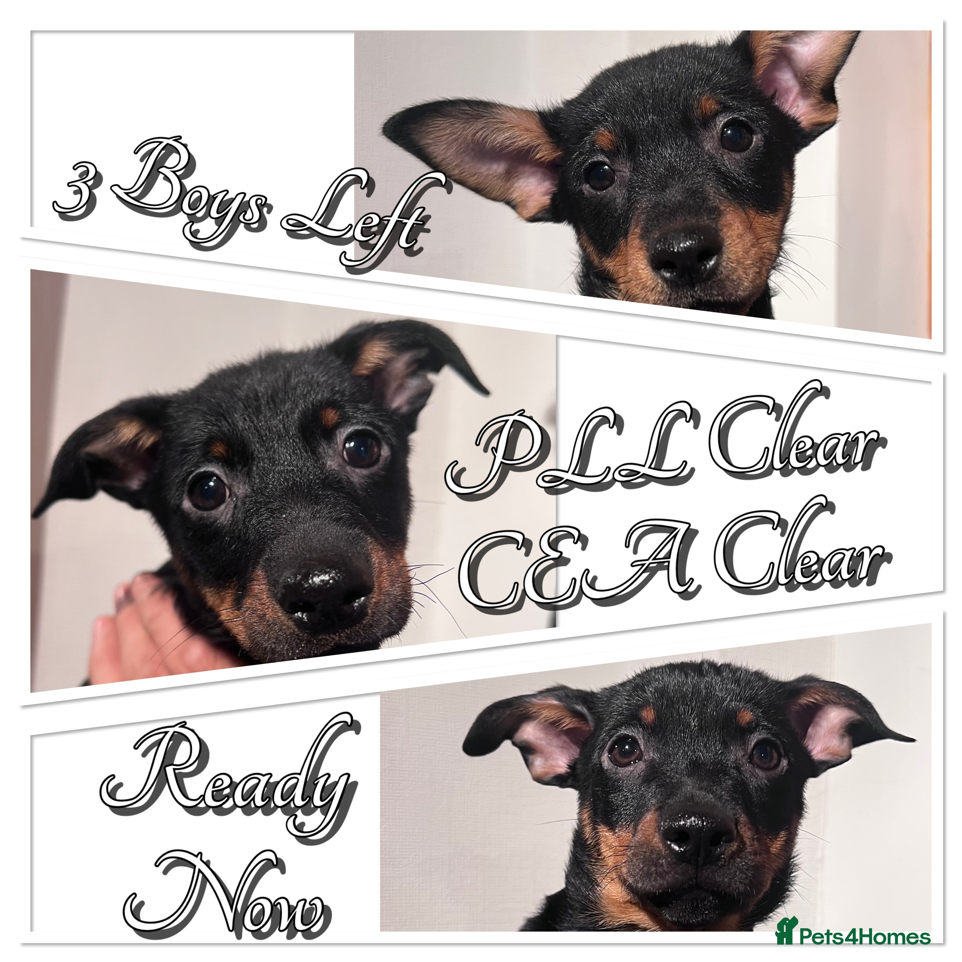 Lancashire Heeler dogs KC Reg Lancashire Heelers - Advert 1