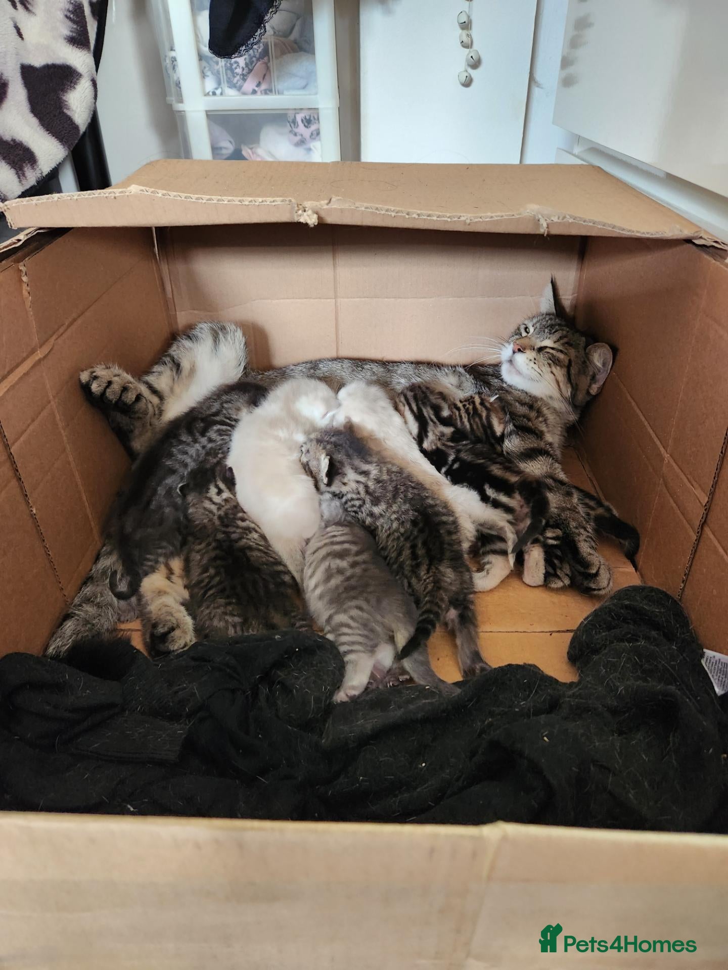Mixed Breed cats Kittens for sale - Advert 1