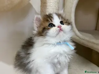 Persian cats Persian chilchilla & doll face babies - Advert 9