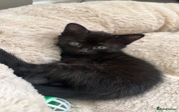 Mixed Breed cats for sale: Beautiful Boy Left 🩵 - Image 5