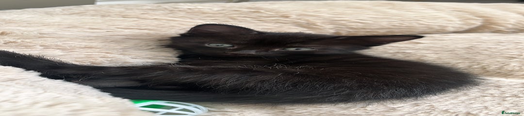 Mixed Breed Kitten 1