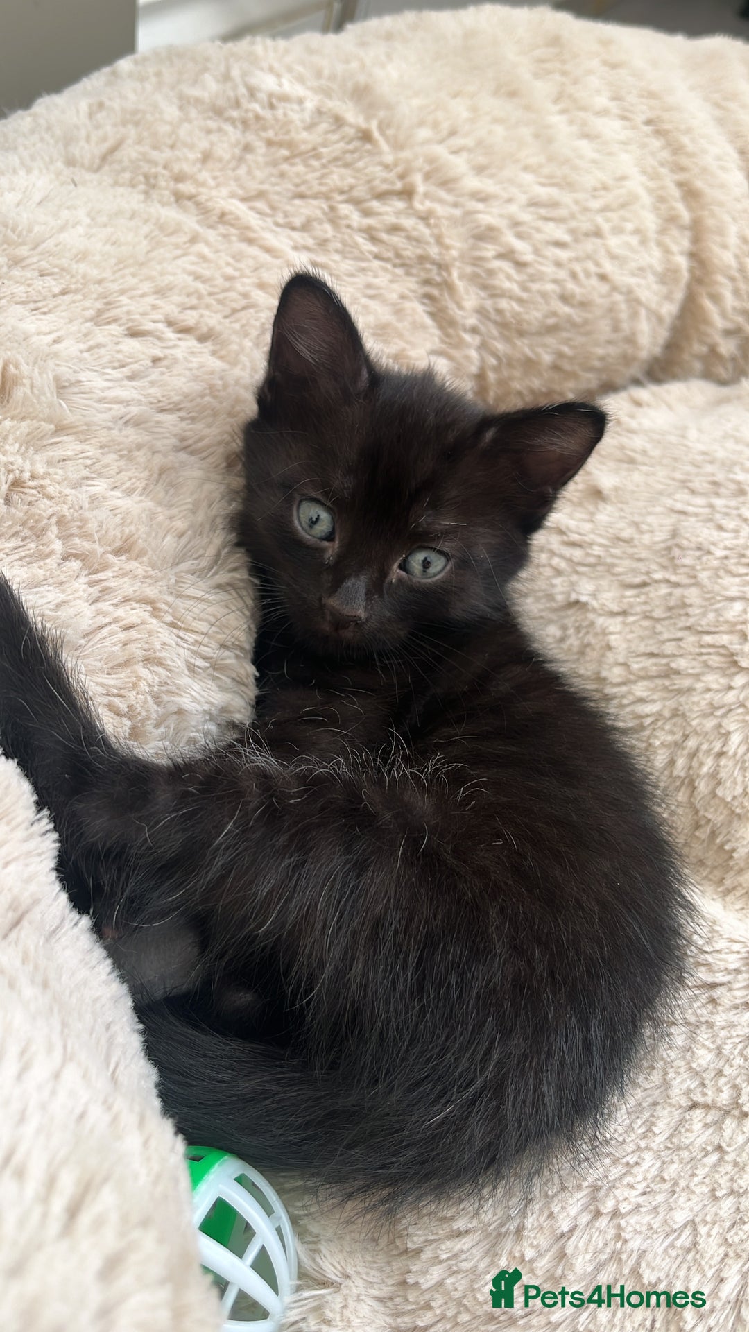 Mixed Breed cats for sale: Beautiful Boy Left 🩵 - Image 5