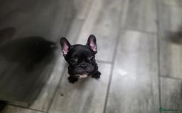 French Bulldog dogs for sale: 2 Adult French bulldogs and 4 Puppies  - Image 23