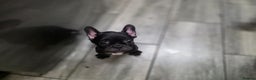 French Bulldog dogs for sale: 2 Adult French bulldogs and 4 Puppies  - Advert 23