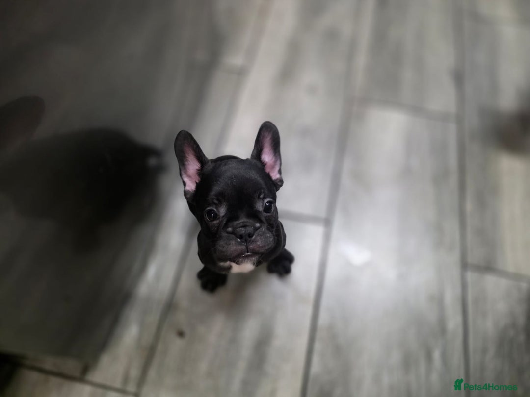 French Bulldog dogs for sale: 2 Adult French bulldogs and 4 Puppies  - Image 23