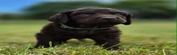 Irish Water Spaniel dogs for sale: Irish Water Spaniels  in Bishop Auckland - Advert 8