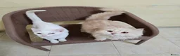 Mixed Breed cats for adoption: Sweet Magic is looking for love - Advert 3