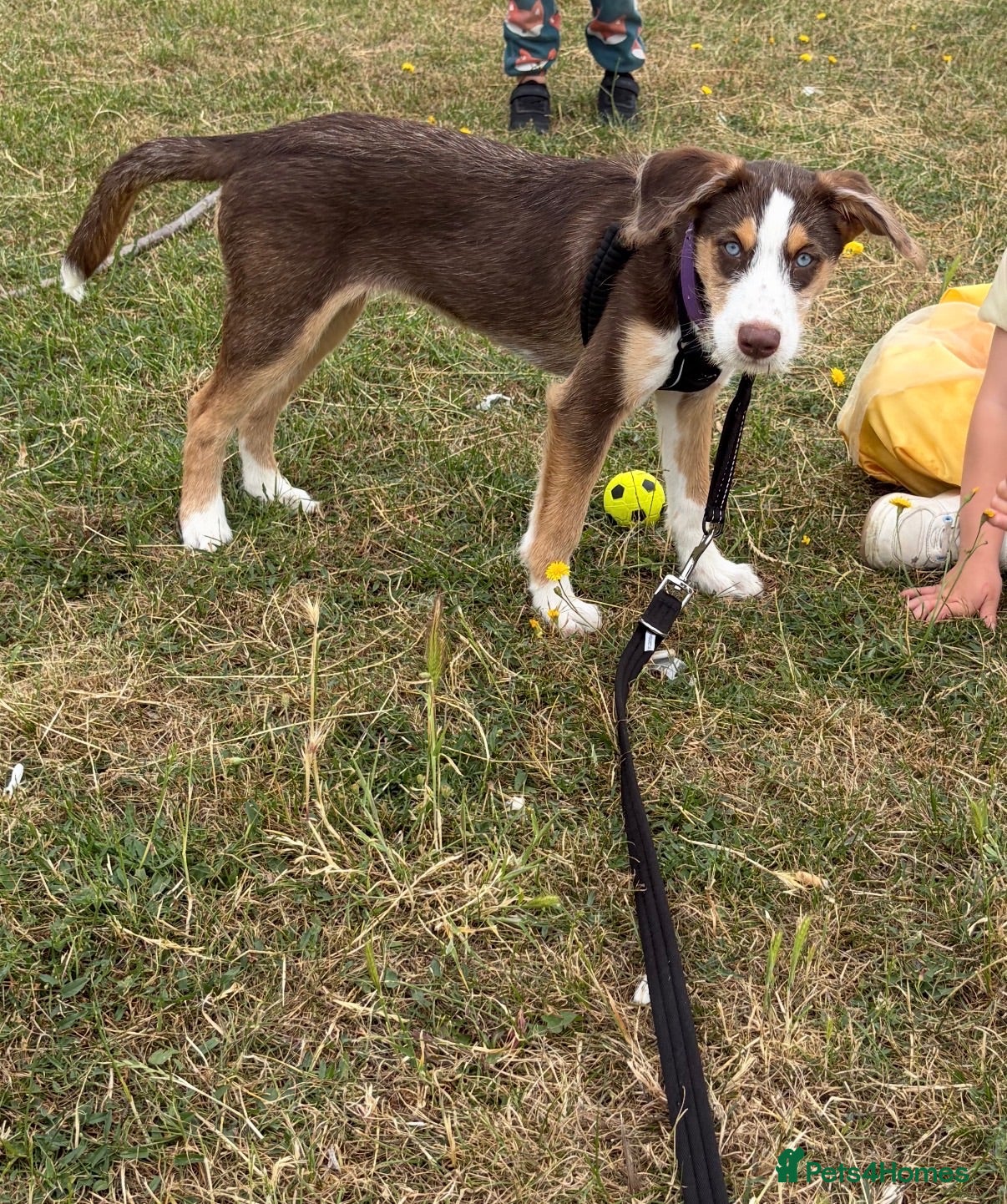Mixed Breed dogs Labradoodle x Husky  - Advert 4