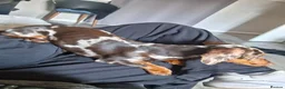Miniature Dachshund dogs for sale: Vinny minature DACHSHUND chocolate dapple  - Advert 5