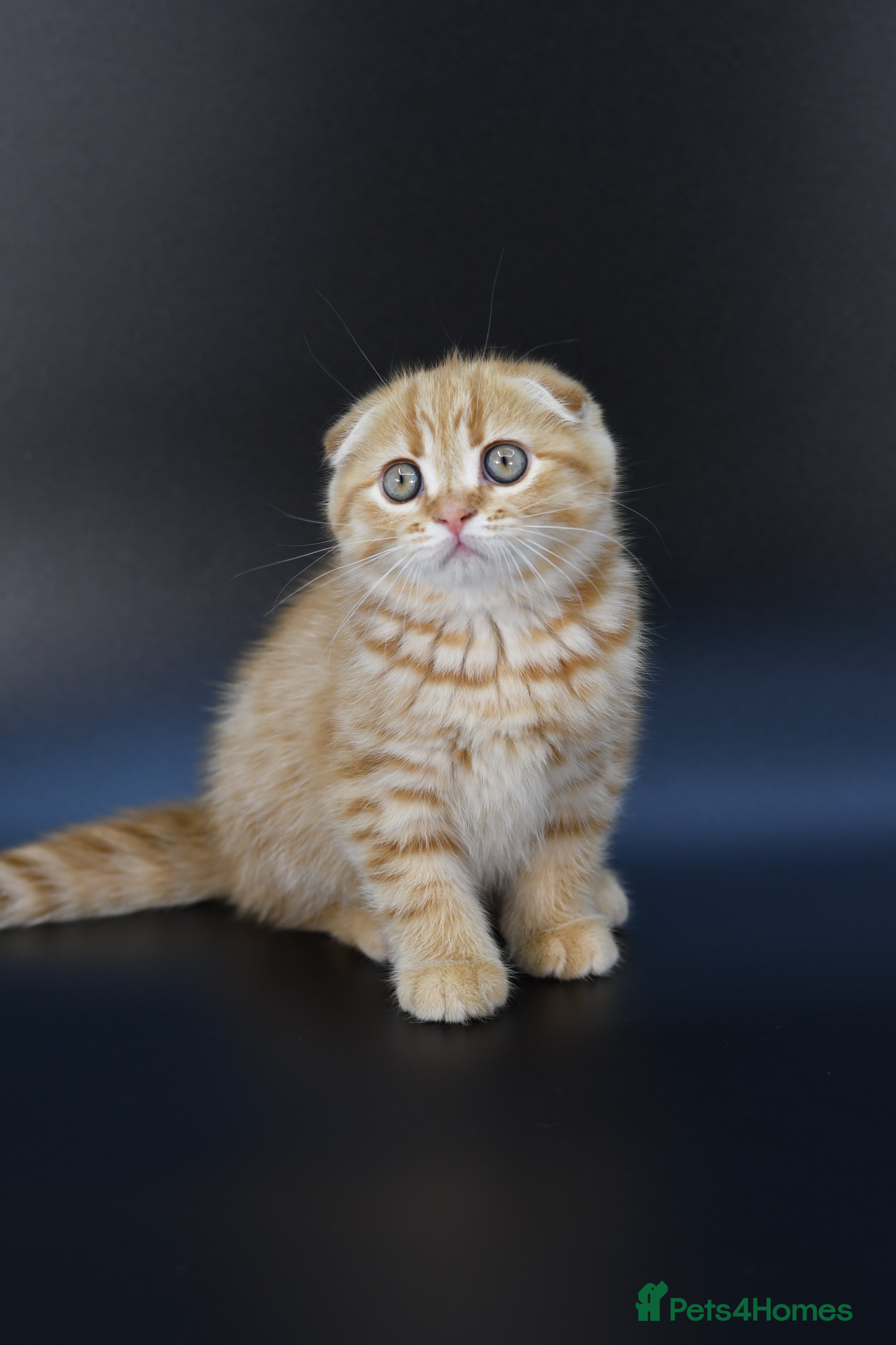 Scottish Fold cats LICENSED CATTERY, PURE BREED TOP QUALITY KITTENS - Advert 16