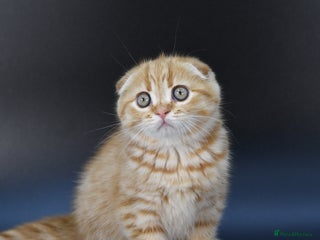 Scottish Fold cats LICENSED CATTERY, PURE BREED TOP QUALITY KITTENS - Advert 16