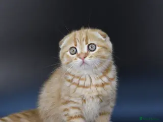 Scottish Fold cats LICENSED CATTERY, PURE BREED TOP QUALITY KITTENS - Advert 3