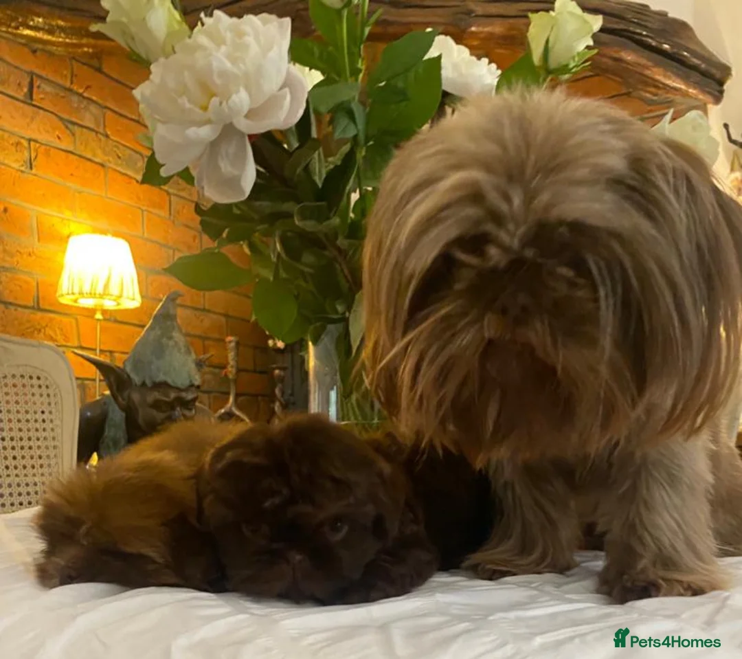 Shih Tzu dogs for sale: Tiny Teddy Bear’s!  in Burnley - Advert 2