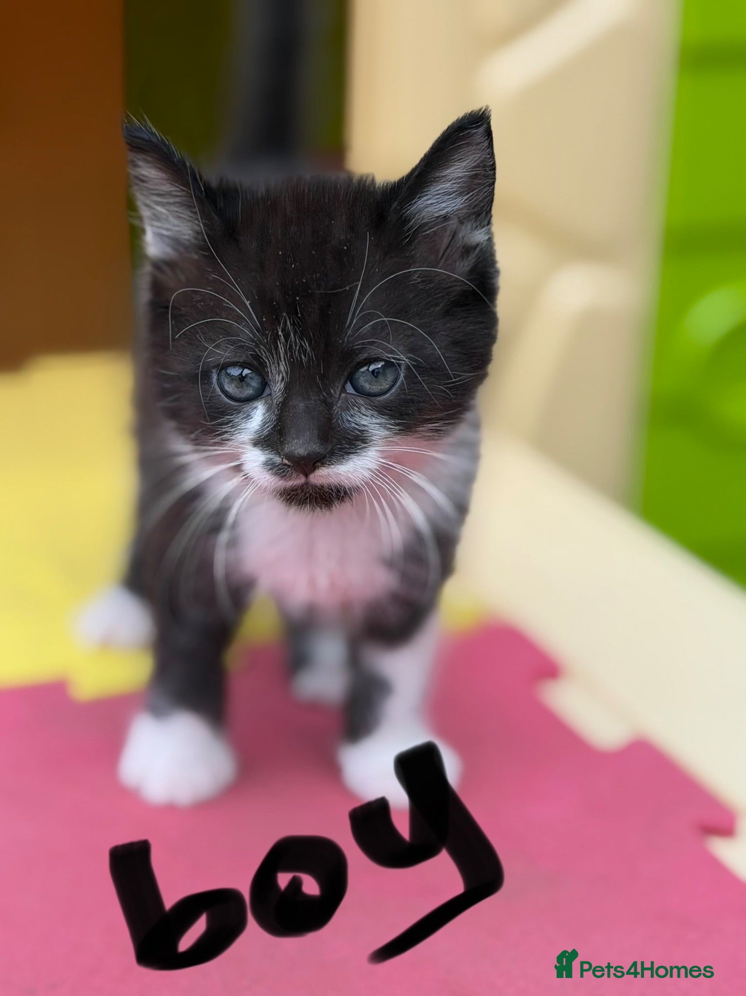 Mixed Breed cats Little kittens ❤️ - Advert 8