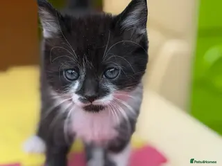 Mixed Breed cats Little kittens ❤️ - Advert 8
