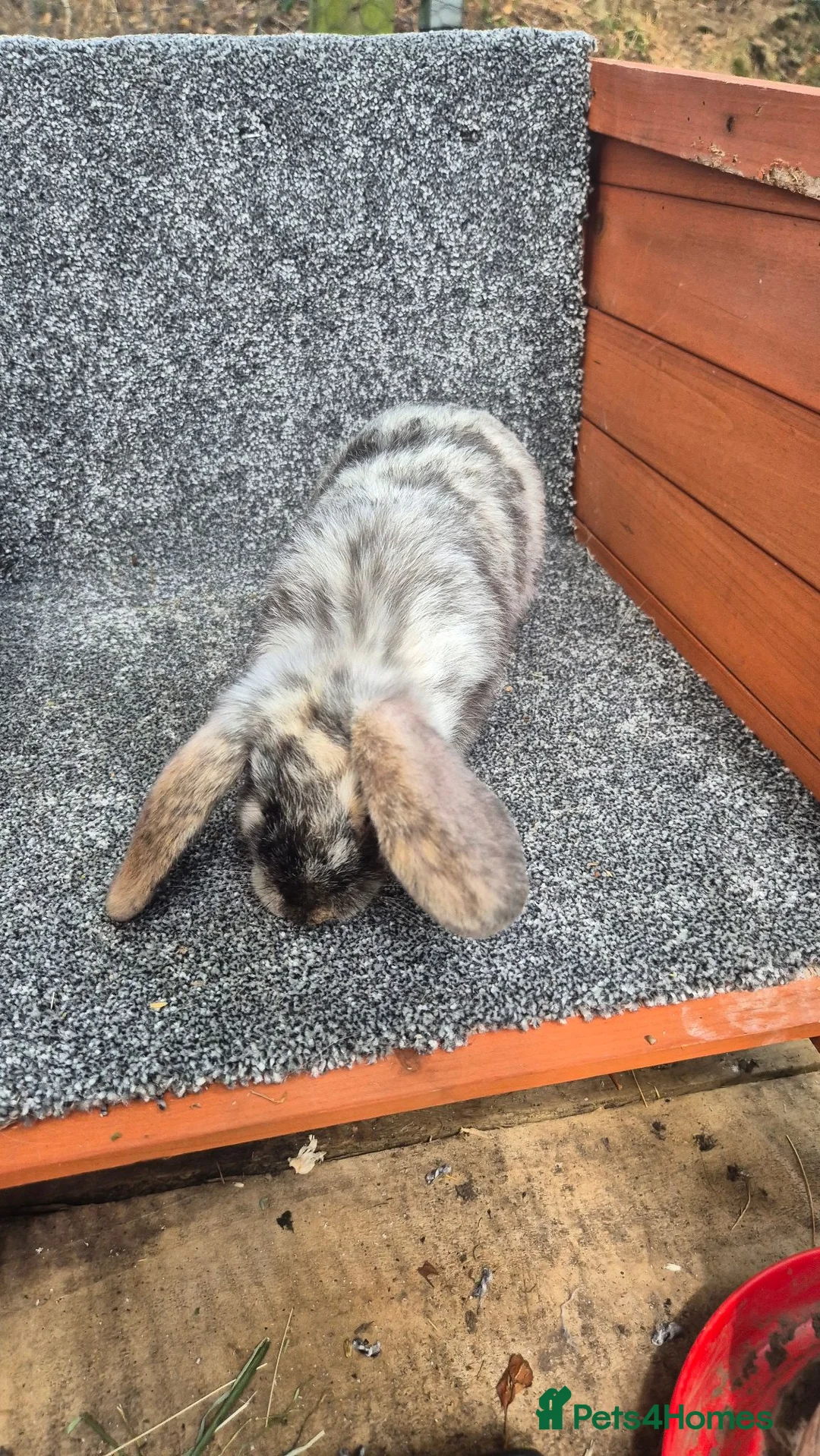 Mini Lop rabbits for sale: Mini Lops - Advert 11