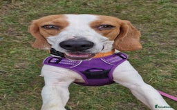Beagle dogs for adoption: Blaze needs his forever home - Image 6