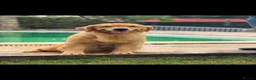 Golden Retriever dogs for sale: Outstanding American Golden Retrievers - Advert 40