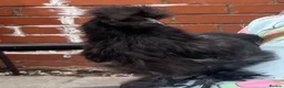 Chickens poultry for sale: 3 15 week old silkie chicks  in Walsall - Advert 3