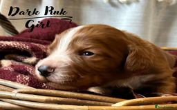 Cocker Spaniel dogs for sale: Stunning Red Working Cocker Spaniel Pups - Image 5
