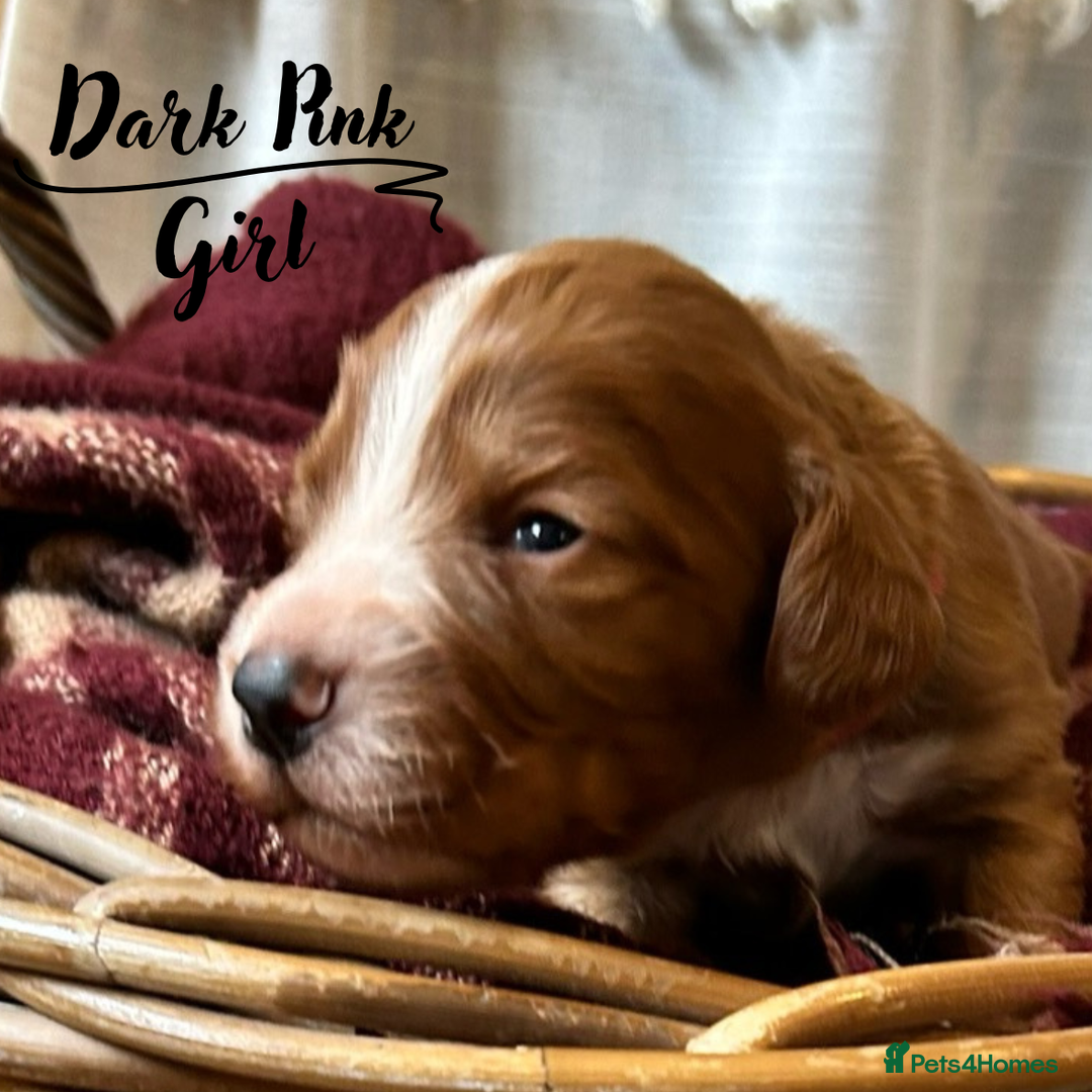Cocker Spaniel dogs for sale: Stunning Red Working Cocker Spaniel Pups - Image 5