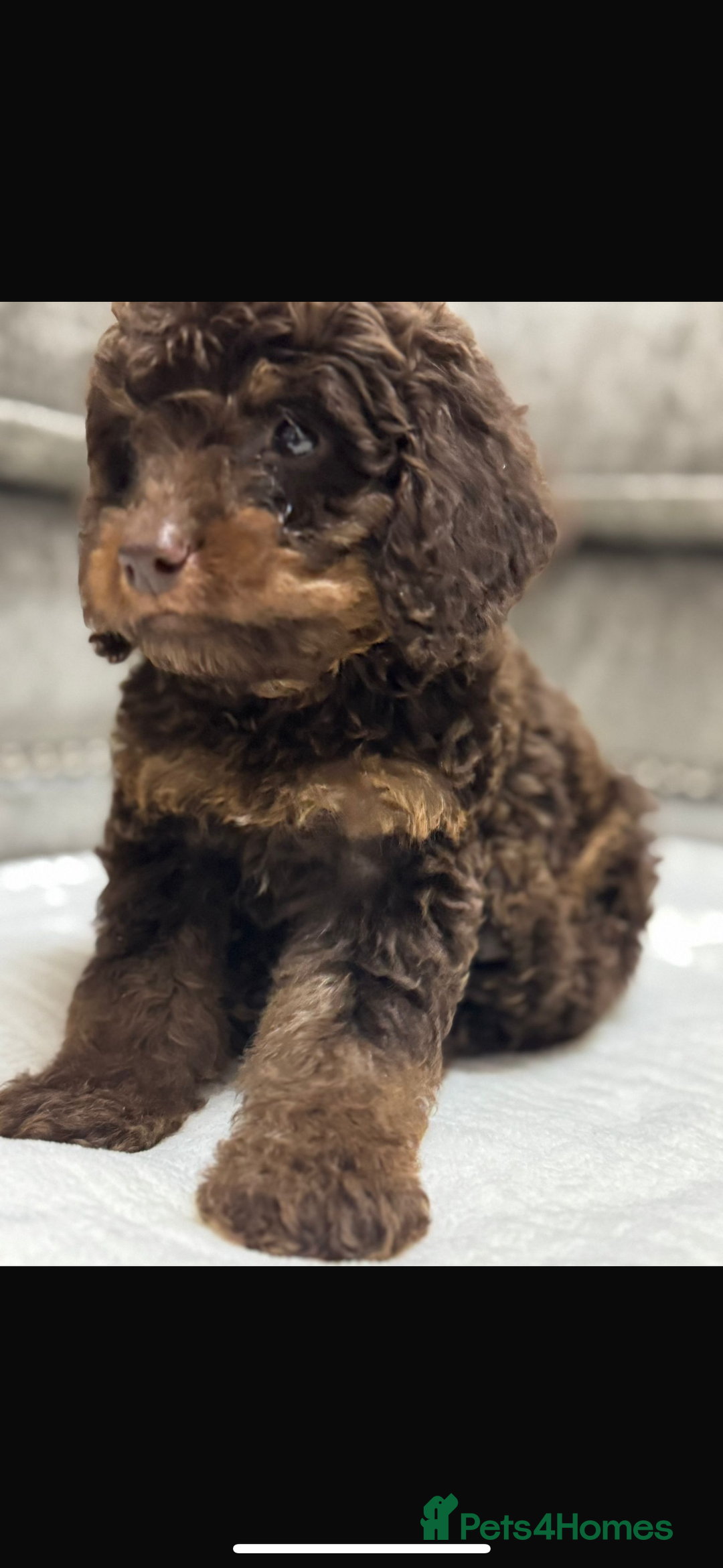 Cavapoo dogs for sale: 2 boys left looking for there forever homes - Image 13