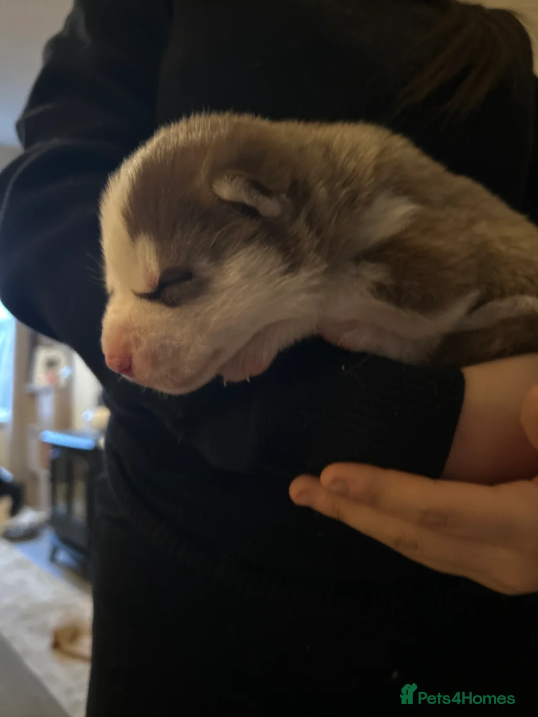Siberian Husky dogs for sale: 5 huskies for sale - Advert 3