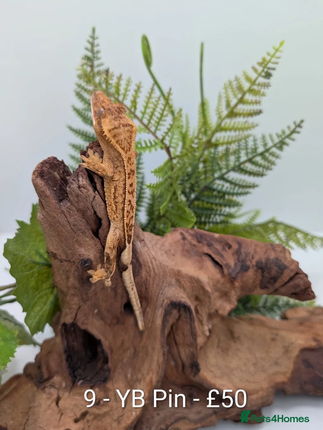 Gecko reptiles for sale: Beautiful Mix of Crested Geckos - Advert 7