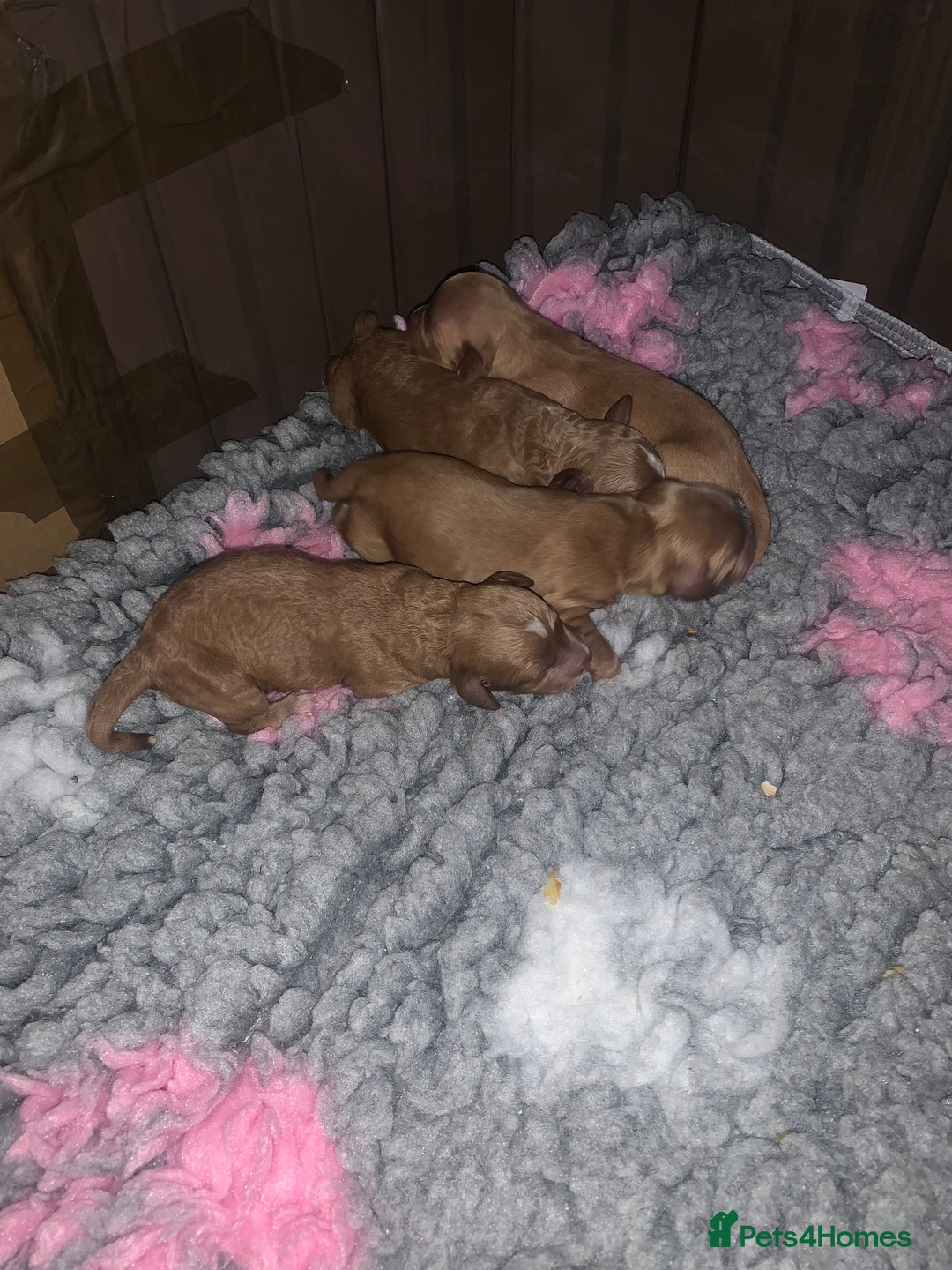 Cockapoo dogs for sale: Cockapoo - Advert 7