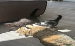 Mixed Breed cats for sale: Beautiful kittens - Ready for their new homes  - Image 2
