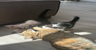 Mixed Breed cats - Advert 11