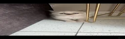 Ragdoll cats for sale: Ragdoll kittens full breed  - Advert 7