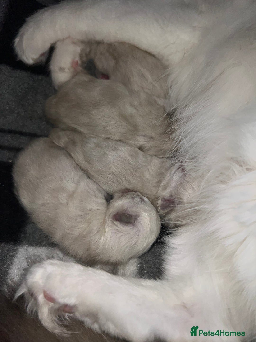 Ragdoll cats for stud: Stunning ragdoll for stud  - Advert 22