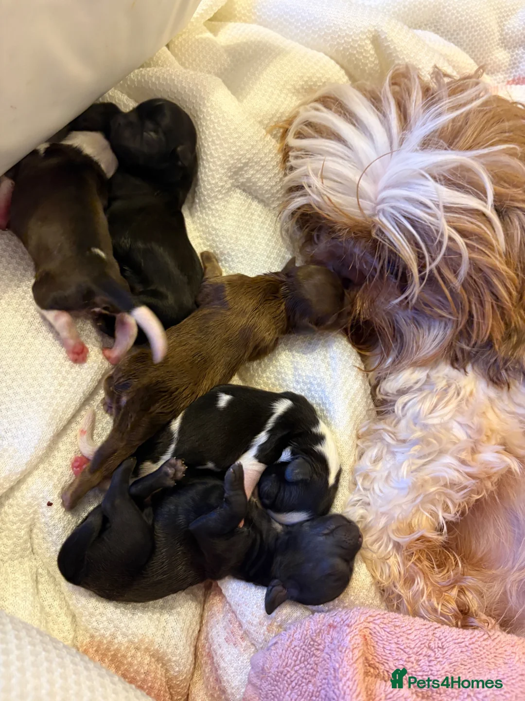Shih Tzu dogs for sale: Kc Female Ready Now Health Tested - Advert 2
