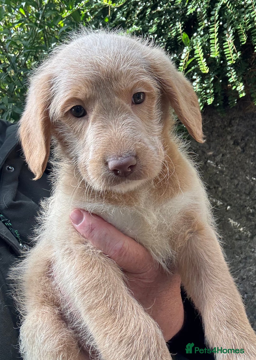 Australian Labradoodle dogs for sale: Stunning Multigen Mini Australian Labradoodle mix. - Image 21