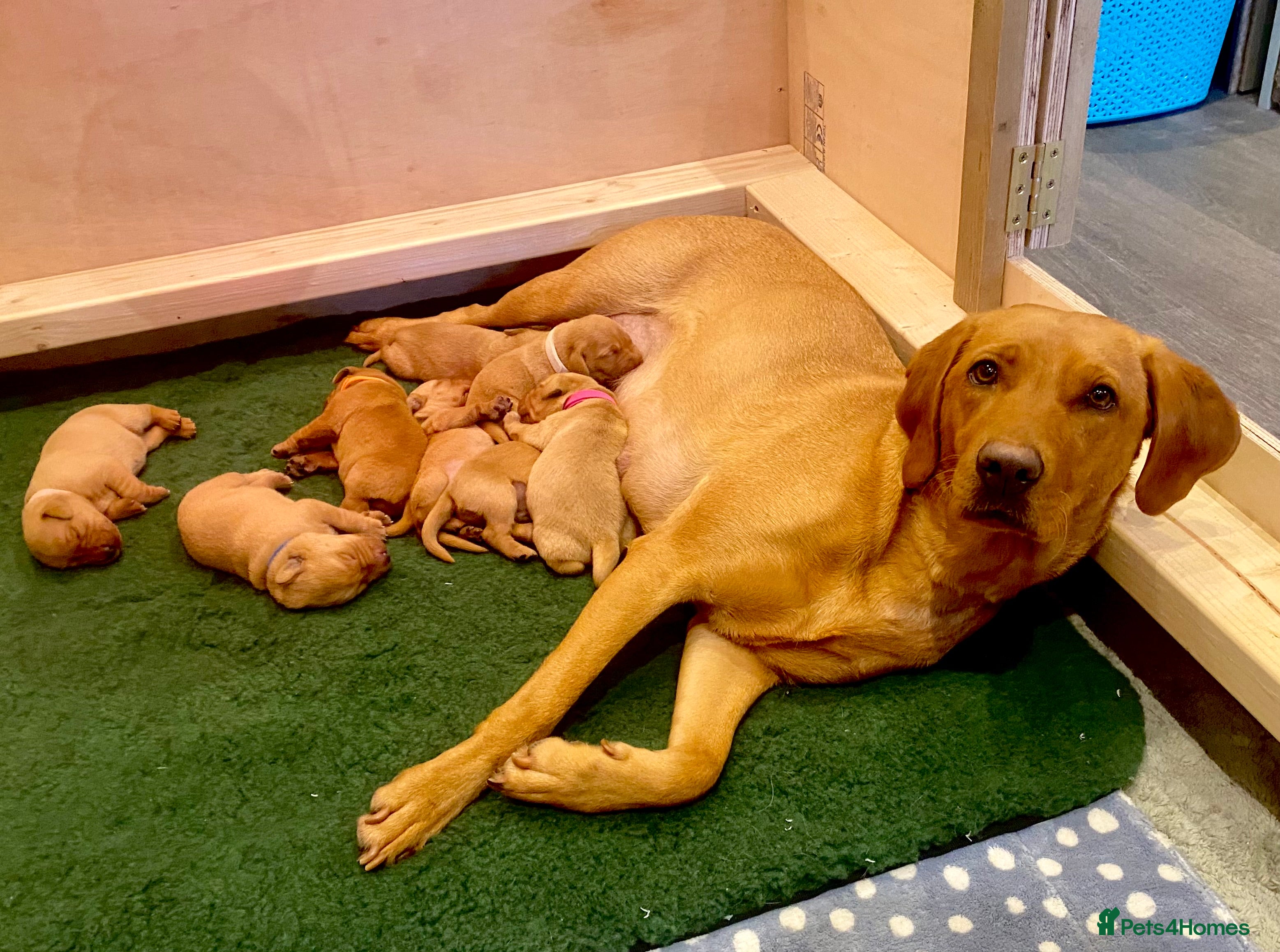 Labrador Retriever dogs KC Registered Fox Red Puppies, Exceptionally Bred - Advert 1