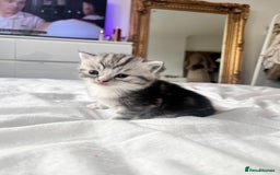 Persian cats for sale: Persian Kitten 2 - 1 Silver Doll Faced X Persian female  - Image 12
