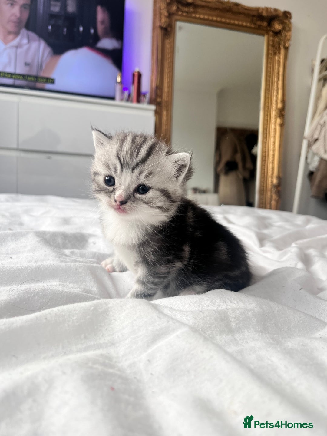 Persian cats for sale: Persian Kitten 2 - 1 Silver Doll Faced X Persian female  - Image 12