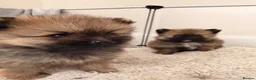 Pomeranian dogs for sale: 2 amazing males available - Advert 6
