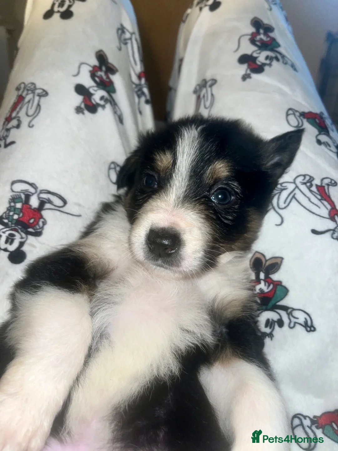Border Collie dogs for sale: 6 beautiful tri border collie pups for sale  - Advert 9