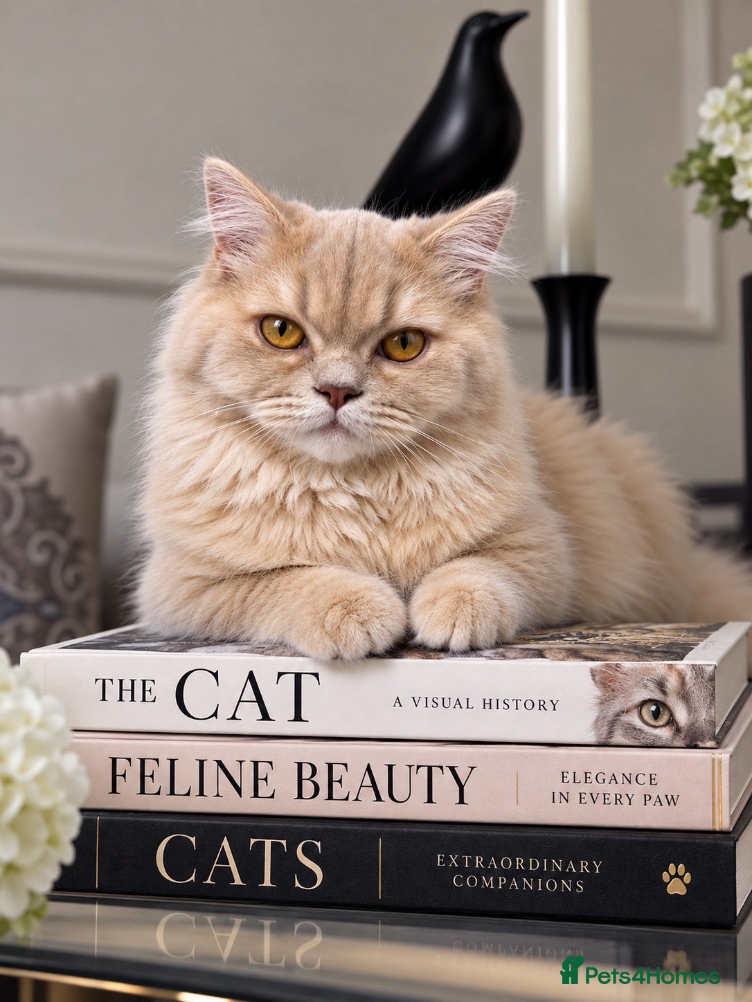 British Longhair cats ⭐️GCCF BLH Golden Lilac Girl💝 - Advert 1