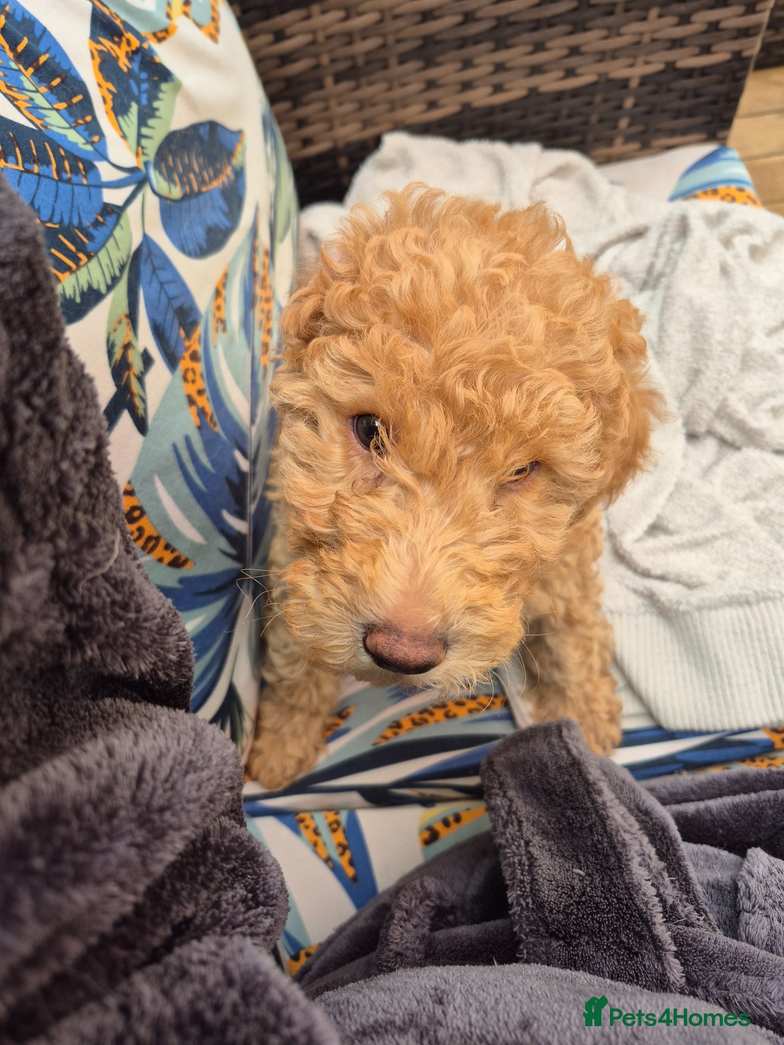 Double Doodle dogs for sale: Golden doodle x labradoodle pups - Advert 6
