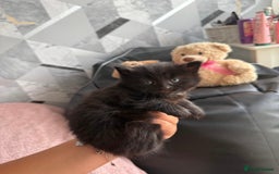 Mixed Breed cats for sale: 4 beautiful kittens  - Image 3
