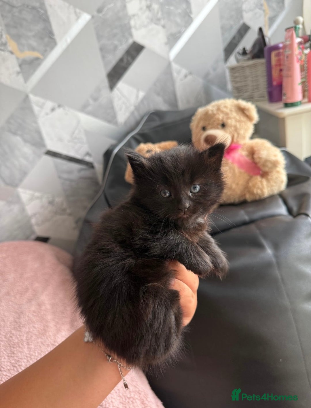 Mixed Breed cats for sale: 4 beautiful kittens  - Image 3