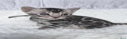 Bengal cats for sale: Exceptional Silver Bengal Kittens in Basingstoke - Advert 27