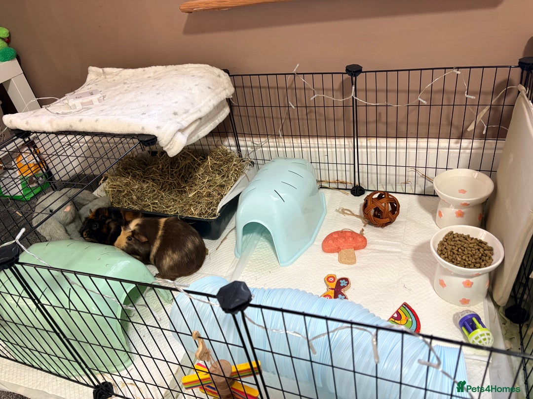 Guinea Pig rodents for sale: Guinea pigs-boar  - Advert 2