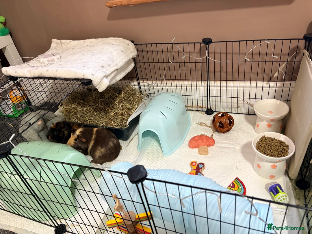 Guinea Pig rodents for sale: Guinea pigs-boar  - Advert 2